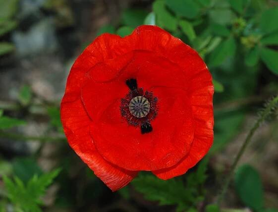Benutzer:Ephraim33/Blume der Woche – Wikipedia