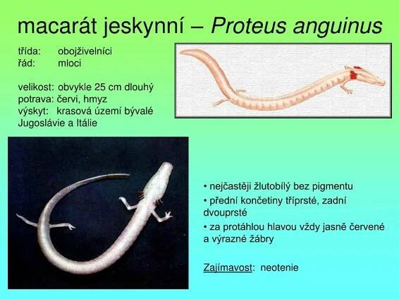 PPT - červoři – Gymnophiona PowerPoint Presentation, free download - ID:4743811
