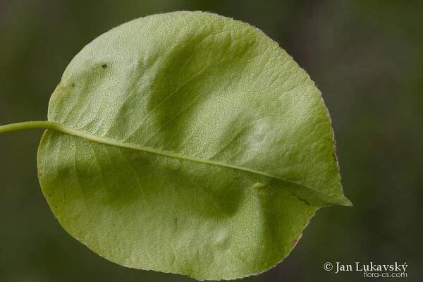 Hrušeň obecná (Pyrus communis)