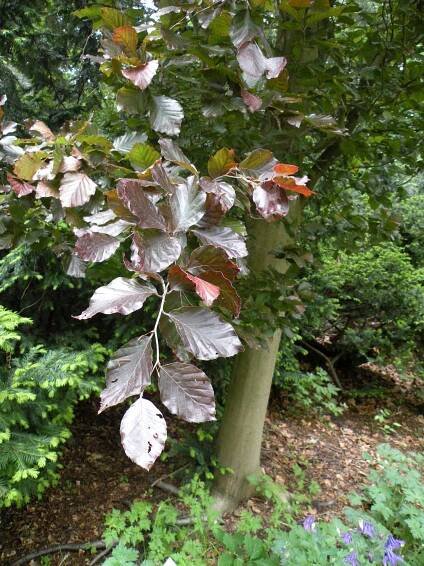 Obrázek - Fagus sylvatica 'Red Obelisk' (buk lesní) | BioLib.cz