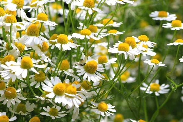 Chamomile: everything about the herb - Plantura