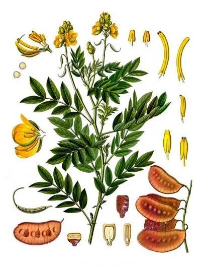 Senna list (Hmotnost 100 g)