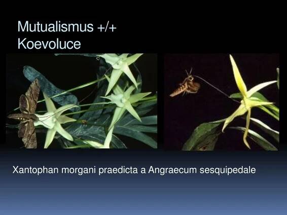 PPT - Altruismus u zvířat PowerPoint Presentation, free download - ID:4374452
