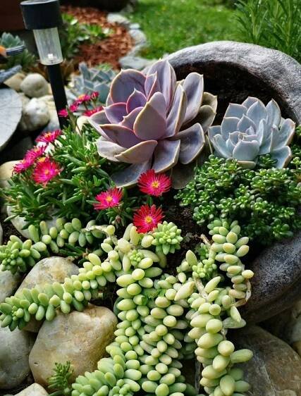 Succulent Garden in a Planter