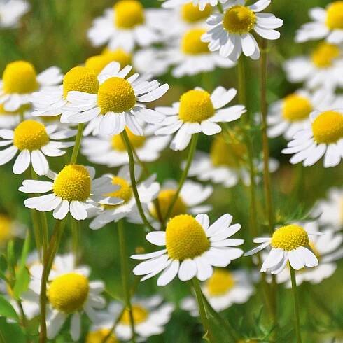 German Chamomile Select