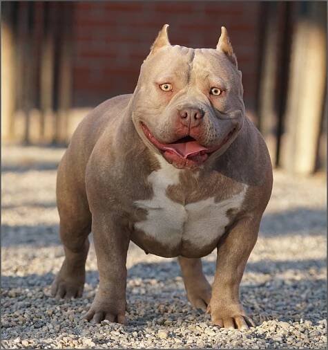 Mama – American-Bully.ro – Bully Romania big dogs caini