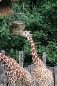 Tradiční Den adoptivních rodičů udělal v sobotu tečku za tříměsíčním Africkým létem v Zoo Brno.