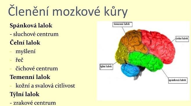 PPT - Nervová soustava PowerPoint Presentation, free download - ID:3913940