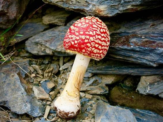 Základová fotografie na téma anklote, barvy, biodiverzity, biome, botanický, detail, divočina, divoké houby, drobný, ekosystém