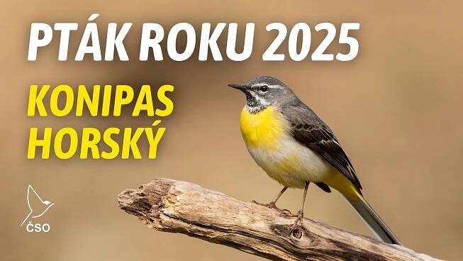 Ptákem roku 2025 je konipas horský. „Udělením čestného titulu chceme upozornit na význam přirozených vodních toků...