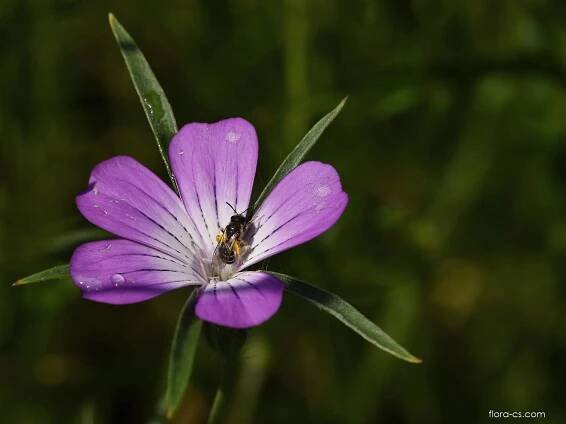 Koukol polní (Agrostemma githago)