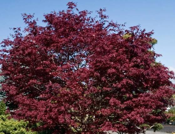AcerpalmatumFireGlow-spring__65513.1481904546