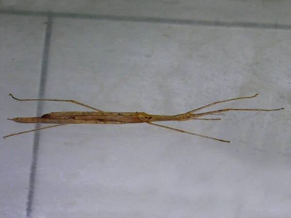 Gespenstschrecken (Phasmatodea) – Zootier Lexikon