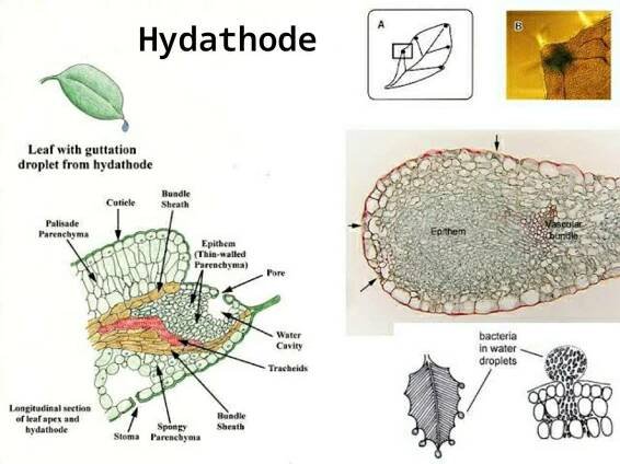 External Secretory Structures : Plantlet