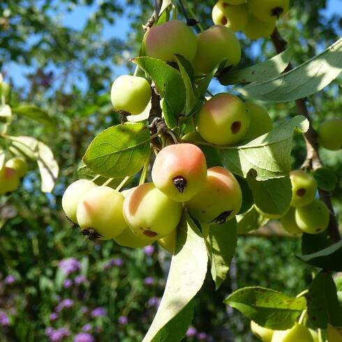 Klimabäume: Zukunftssichere Baumarten für den Garten 17