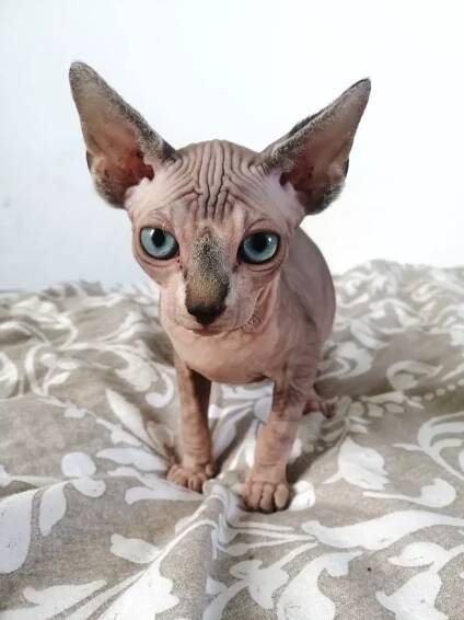 11 zajímavých faktů o kočkách Sphynx | Drobnosti 2025