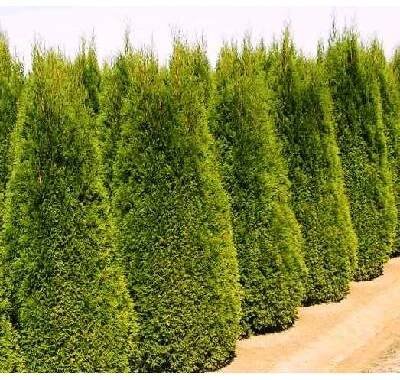 Zerav západní - smaragdový - Thuja occidentalis "SMARAGD" SAZENICE