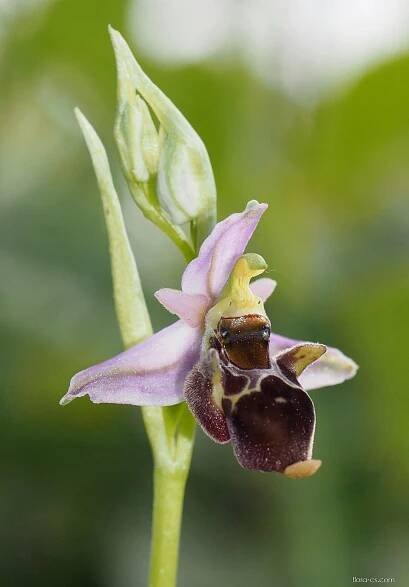 Tořič čmelákovitý Holubyho (Ophrys holoserica subsp holubyana)