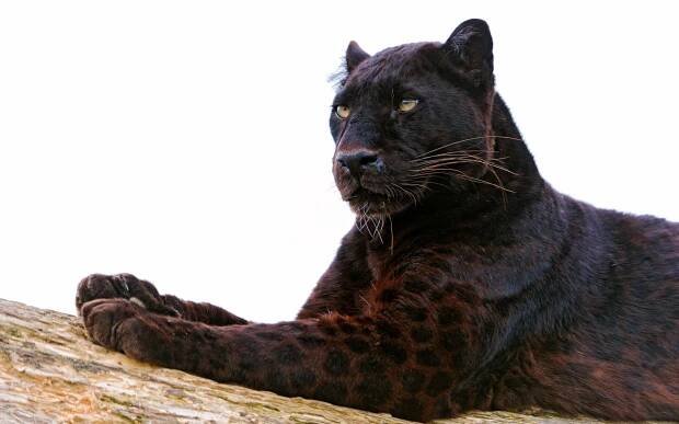 Black-Panther