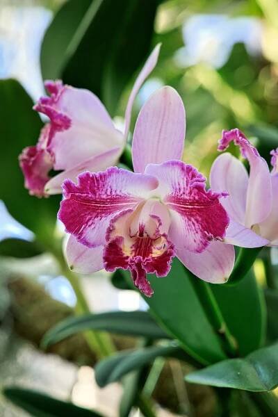 A large, light pink and magenta orchid flower. The interior petals have a fringed edge.