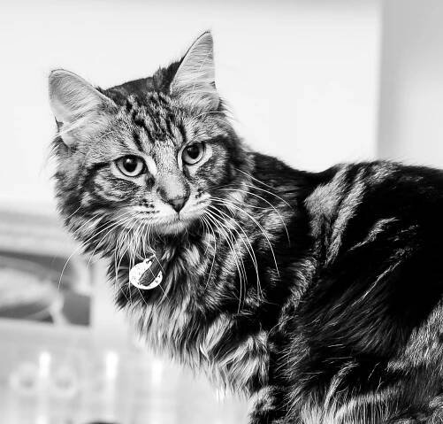 Cat Photography