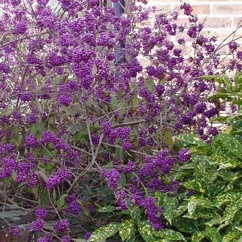 Krásnoplodka - Callicarpa ´Profusion´ - 7 l - Zahradnictví Arónie