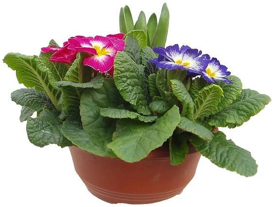Primule Primula acaulis; výška vzrůstu: 15 cm