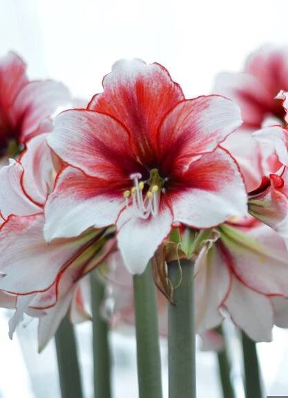 How to Garden Indoors During the Winter - Florissa