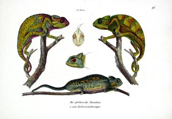 Fíjate en las ilustraciones como esta para conocer al detalle a este animal
