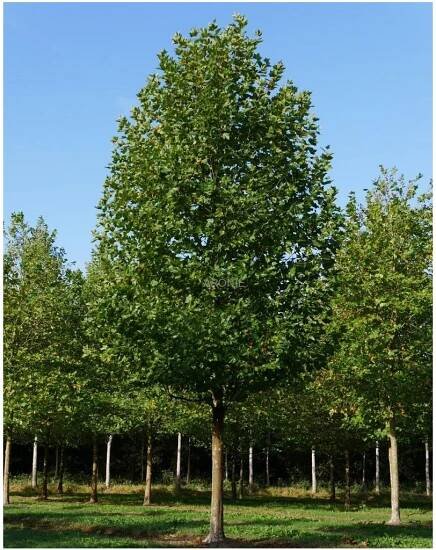 Platan javorolistý - Platanus acerifolia - ok 14/16  Okrasné stromy