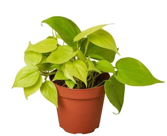 Philodendron Lemon Lime: A Complete Guide for Beginners - Plants Beginner