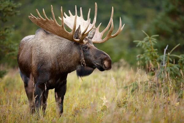 I Ditched a Bogus Outfitter for a Real Wilderness Moose Hunt
