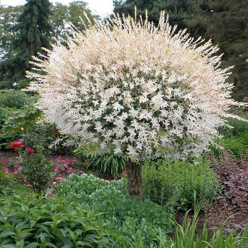 Celolistá vrba NA KMENI „Hakuro Nishiki“ (Salix integra)