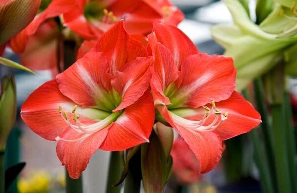 Hvězdník (Hippeastrum) kultivar Nagano ® 