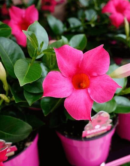 Sundaville Pink