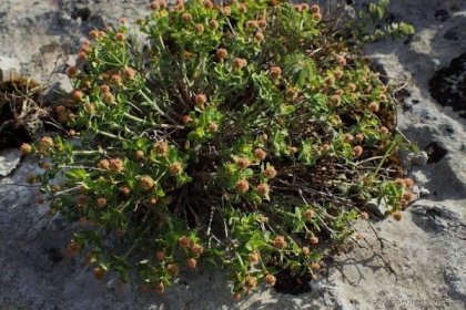 Pryšec (Euphorbia fragifera)