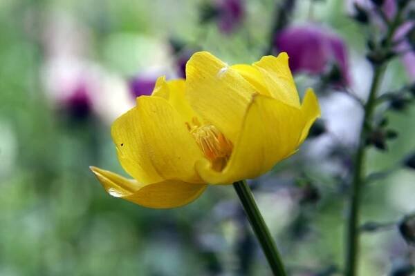 Trollius × cultorum