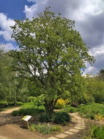 Robinia pseudoacacia 'Tortuosa' (trnovník akát) | BioLib.cz