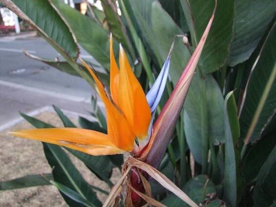 Strelície královská - Strelitzia reginae