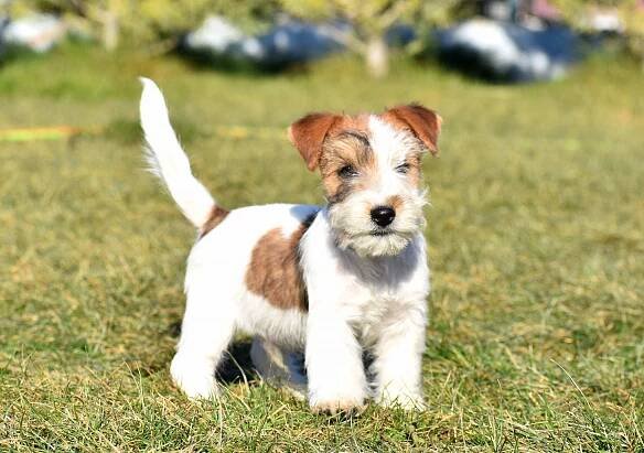 Majestic is Born of Kiskovski - Shah-Azim Jack Russell teriér