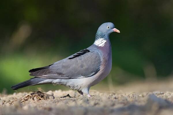 Bažant poľovný (Phasianus colchicus) | Fotolovci.sk 