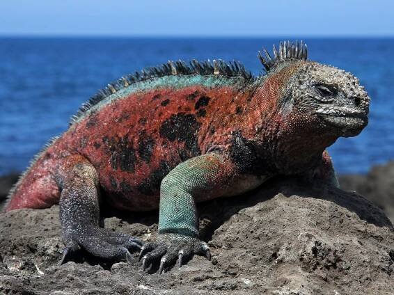 mořský leguán mořský (amblyrhynchus cristatus) - galapágy - stock snímky, obrázky a fotky