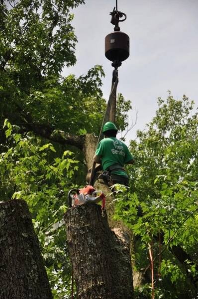 Ed's Tree Service | Licensed Tree Service Experts in Maryland & DC