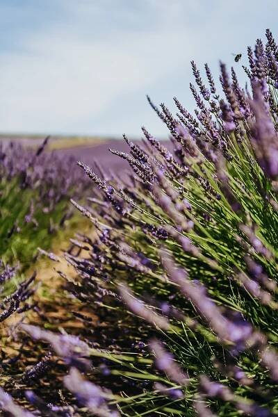 Levandulová farma Starovičky- levandule z jižní Moravy - Soňa Belicová