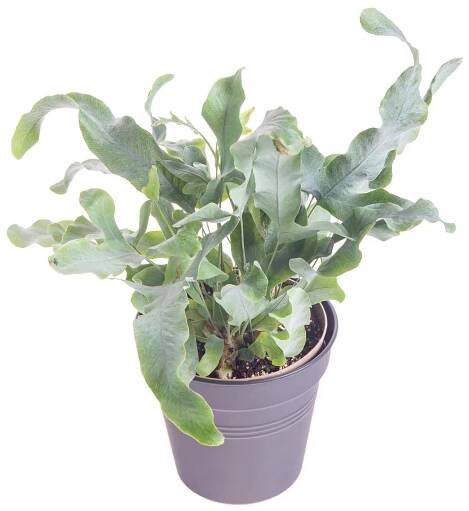 Tečkovka zlatá, Phlebodium aureum Blue Star, průměr květináče 10 - 12 cm | ZAZUMi.cz