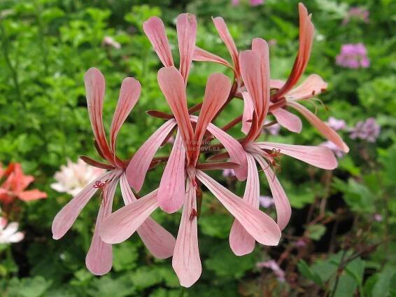 Pelargonium acetosum - pelargonie, vonný muškát Zahradnictví Krulichovi - zahradnictví, květinářství, trvalky, skalničky