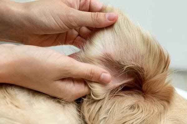 Dogs ear being examined