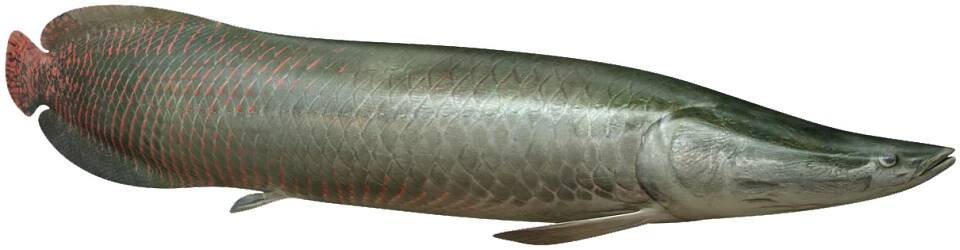 Arapaima velká (Arapaima gigas) :: Rodinná farma Bušanovice