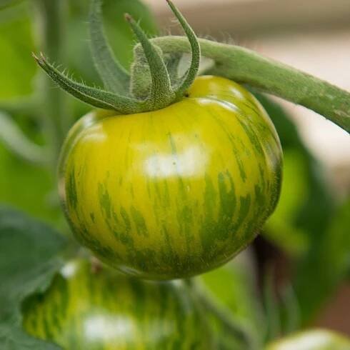 BIO Paradajka Zelená zebra – Solanum lycopersicum – bio semená paradajky