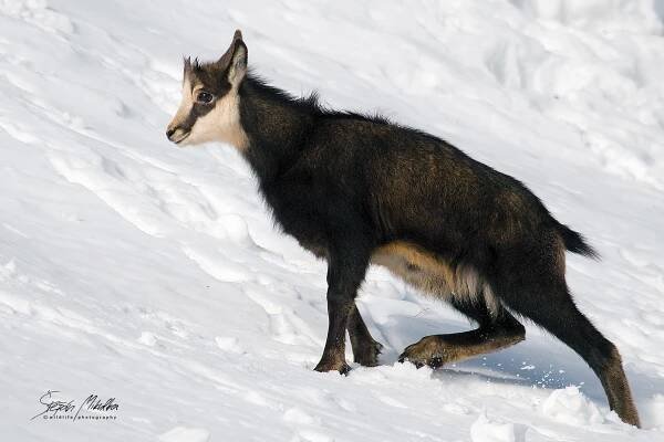 Sudokopytníci turovití | Štěpán Mikulka | Wildlife fotograf